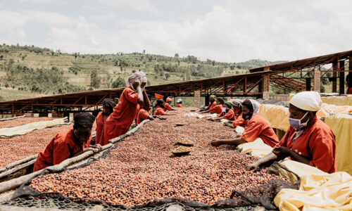 The New Single Estate Grown by Women Is Our Way to Honor Them