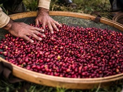 BRAZIL LUIZ & FLAVIA Microfarm Project®
