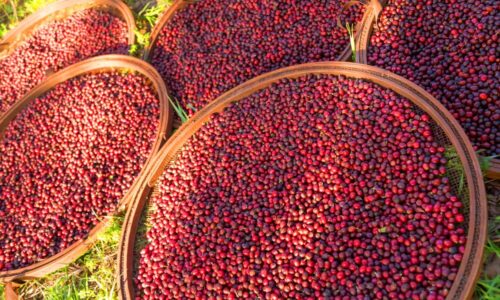 BRAZIL LUIZ & FLAVIA Microfarm Project®